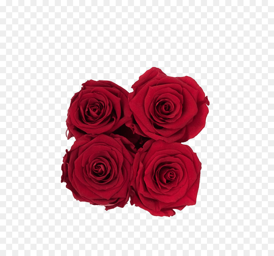 Terkeren 30 Bunga  Mawar  Merah Png Gambar Bunga  Indah