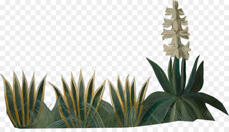 Agave Azul，Pot Bunga PNG