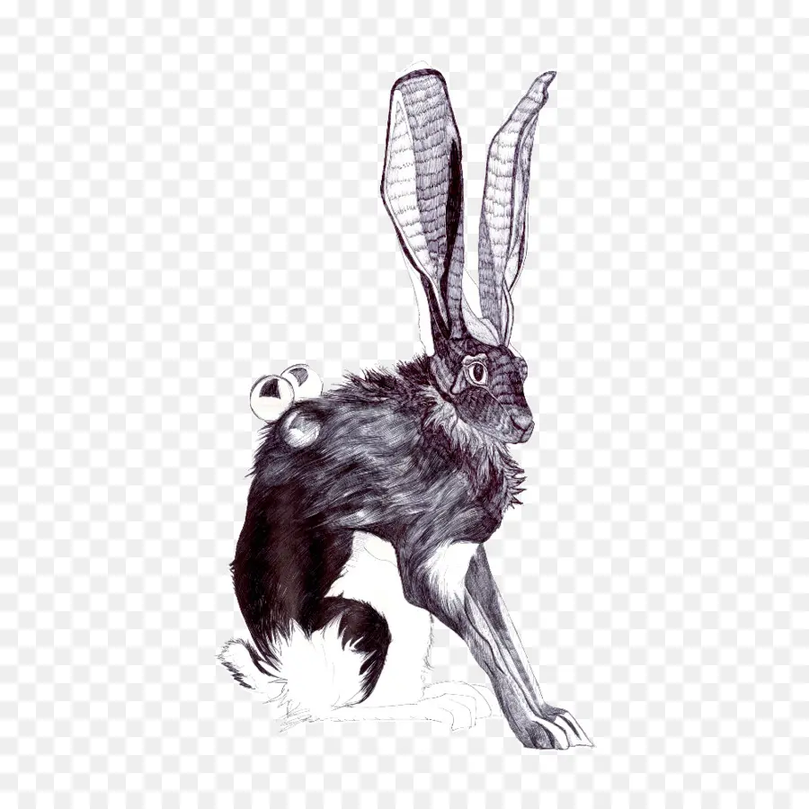 Jackalope，Kelinci PNG