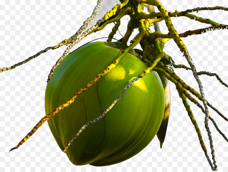 Air Kelapa，Kelapa PNG