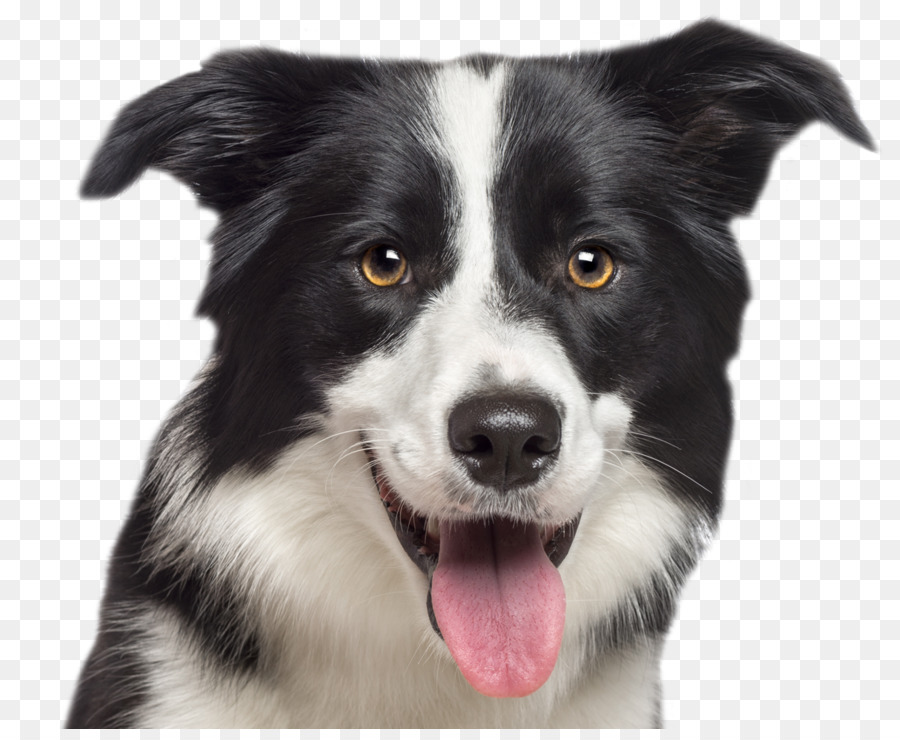 Anjing Collie，Anjing PNG