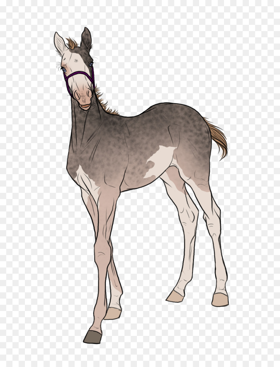 Keledai，Kuda PNG
