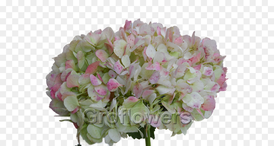 Oakleaf Hydrangea，Perancis Hydrangea PNG