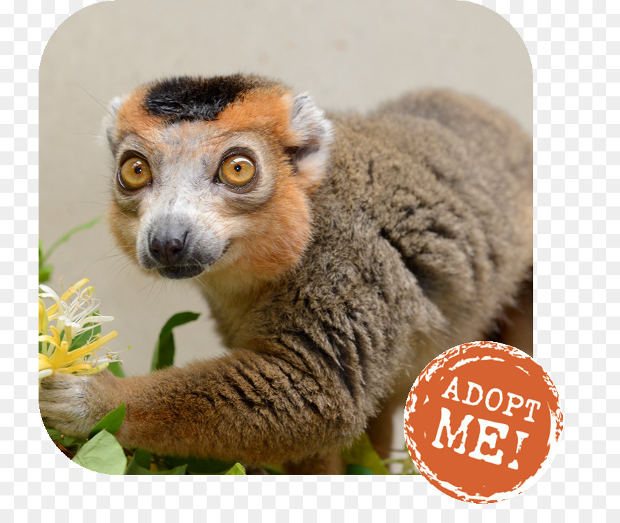 Lemur，Duke Lemur Pusat PNG