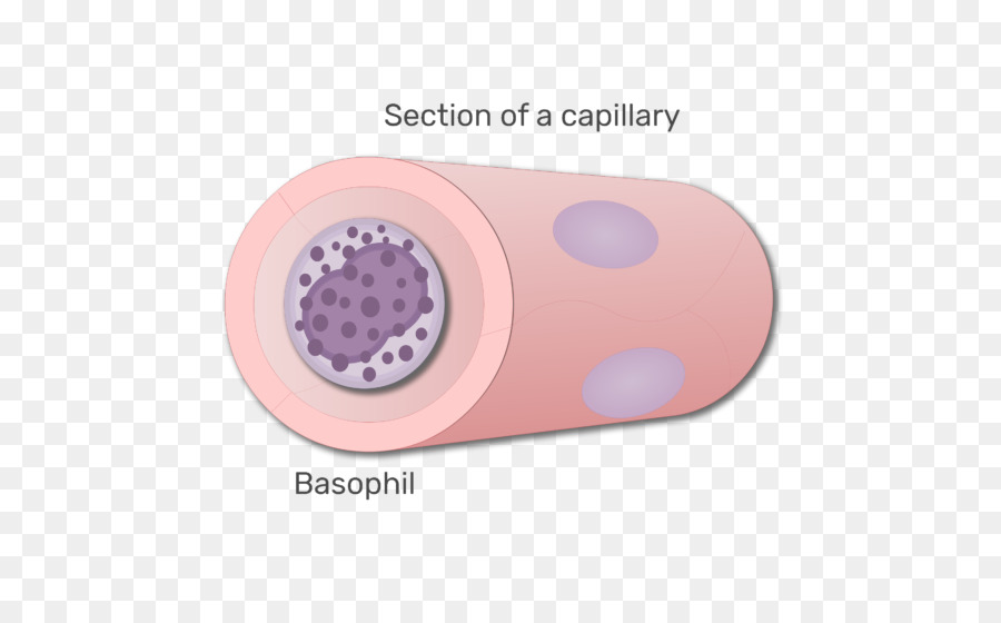 Basofil，Darah PNG