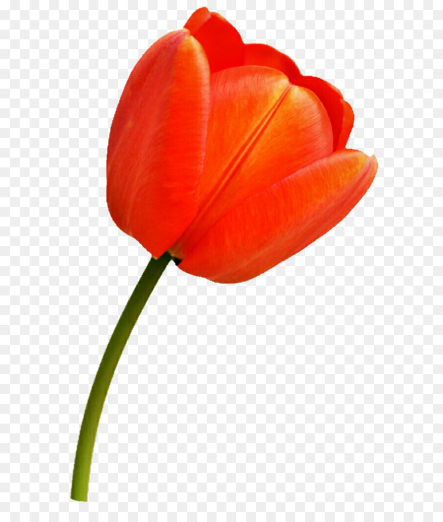 Tulip，Pabrik Batang PNG