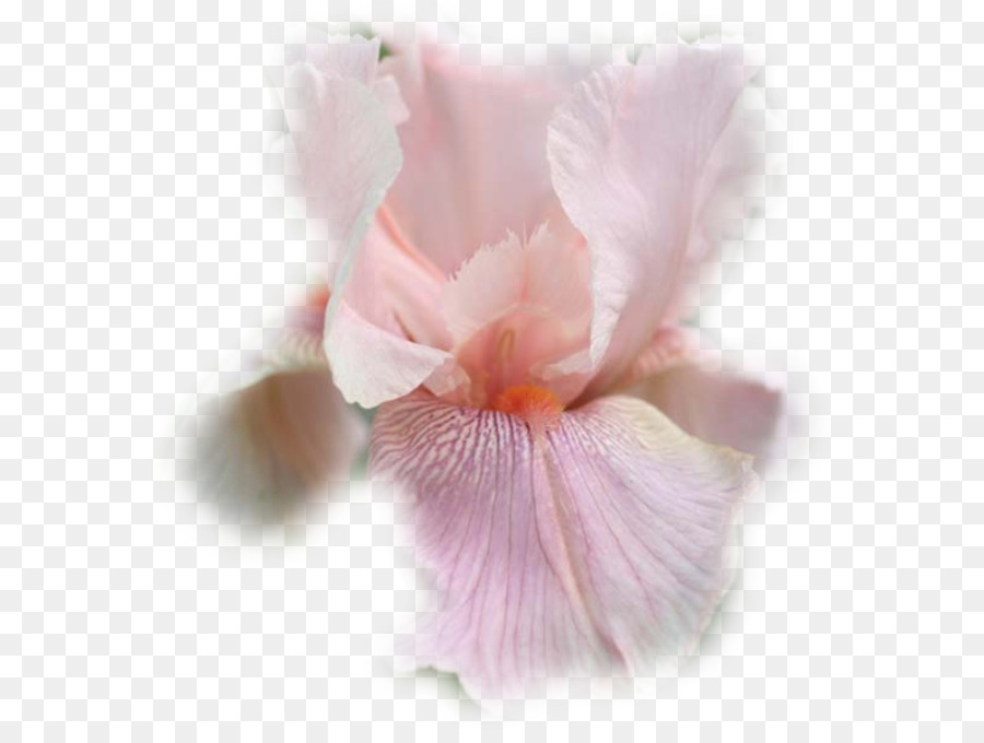Iris，Iris Croatica PNG
