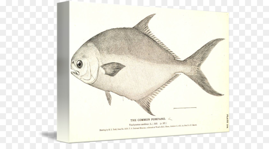 Ilustrasi Ikan，Menggambar PNG