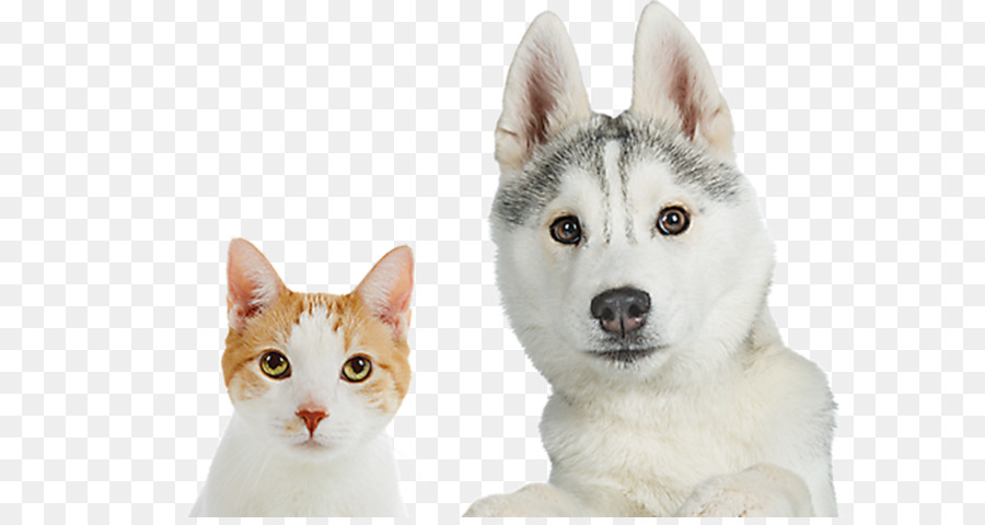 Siberian Husky，Kumis PNG