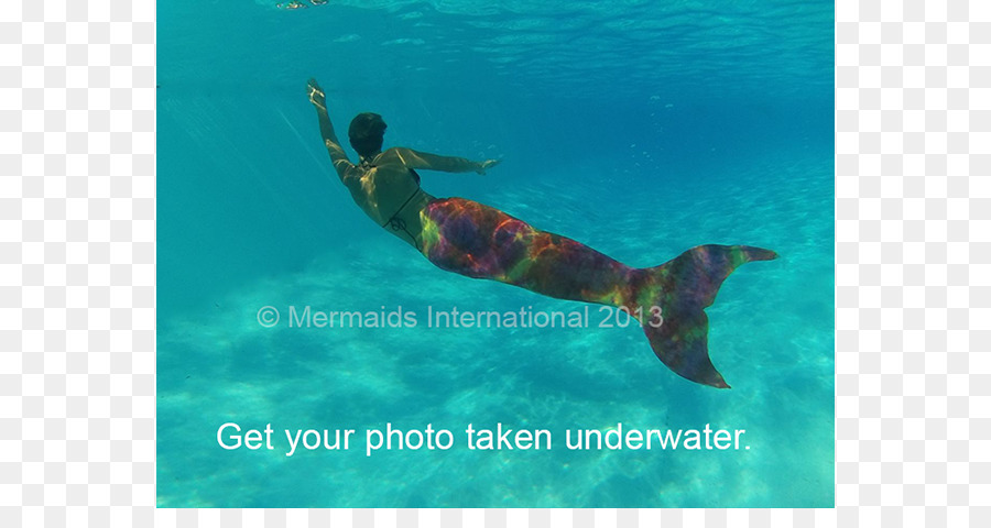 Snorkelling，Mamalia Laut PNG