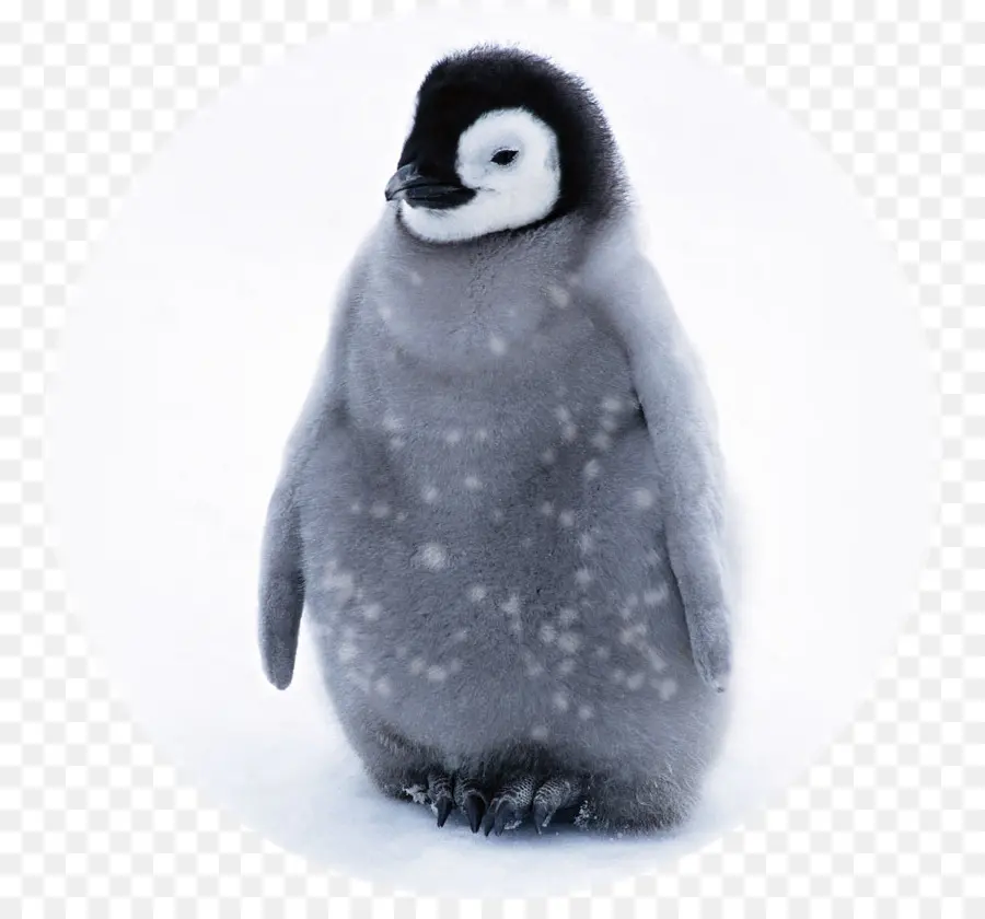 Penguin，Salju PNG