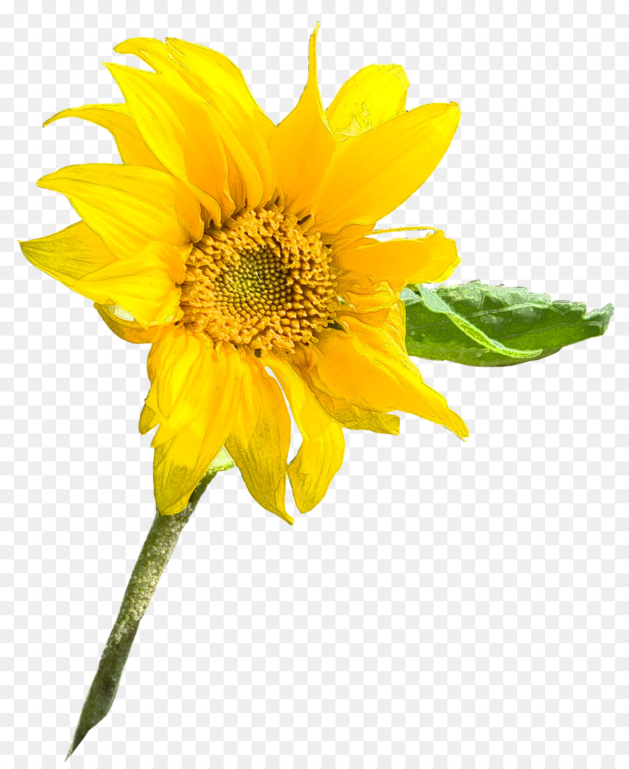 Biji Bunga Matahari Tanaman Tahunan Bunga Matahari M Gambar Png