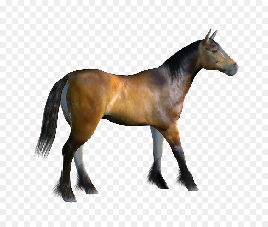Mustang，Kuda Poni PNG