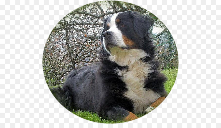 Anjing Berkembang Biak，Bernese Mountain Dog PNG