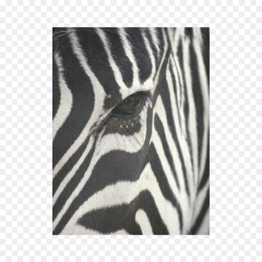 Bayi Zebra，Desktop Wallpaper PNG