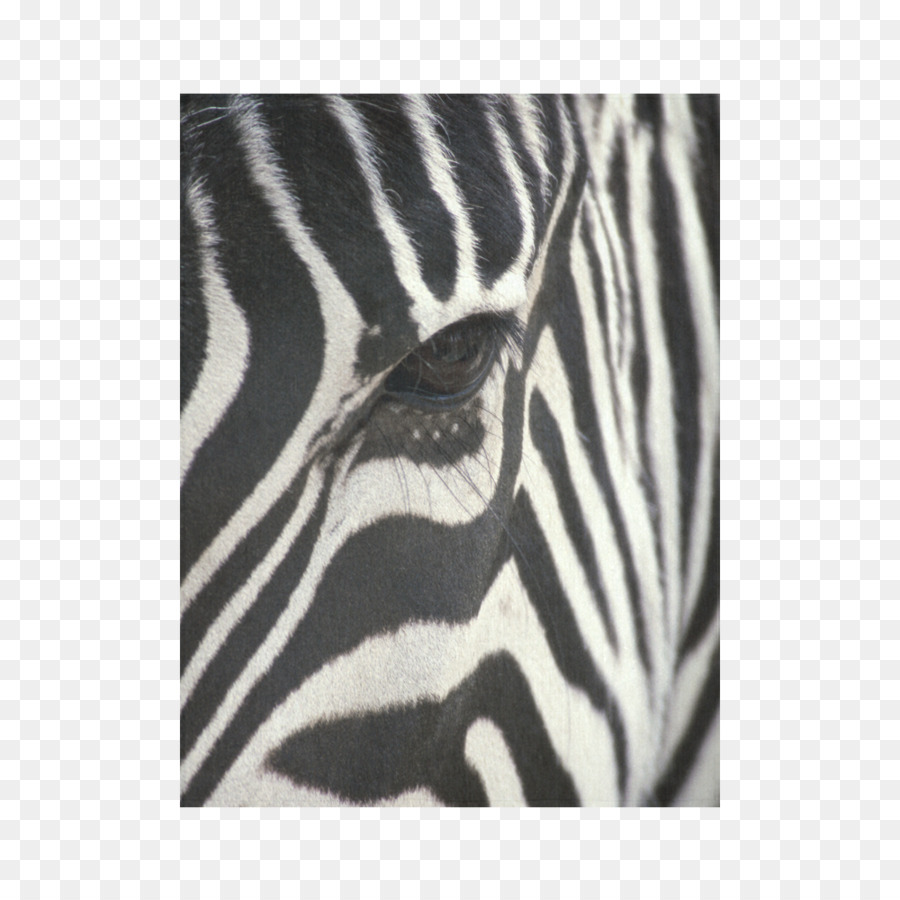 Bayi Zebra Desktop Wallpaper Zebra Gambar Png