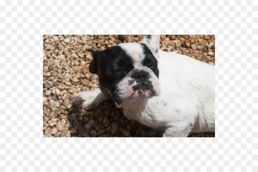 Mainan Bulldog，Bulldog Perancis PNG