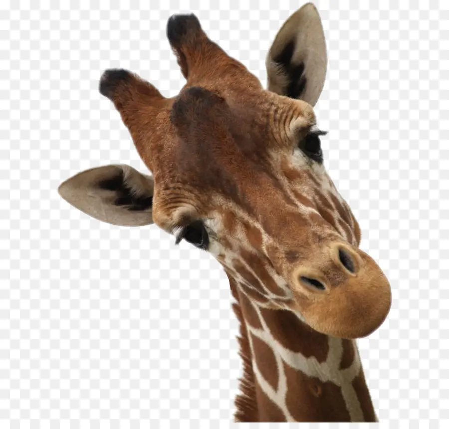 Rothschild Giraffe，Gambar PNG