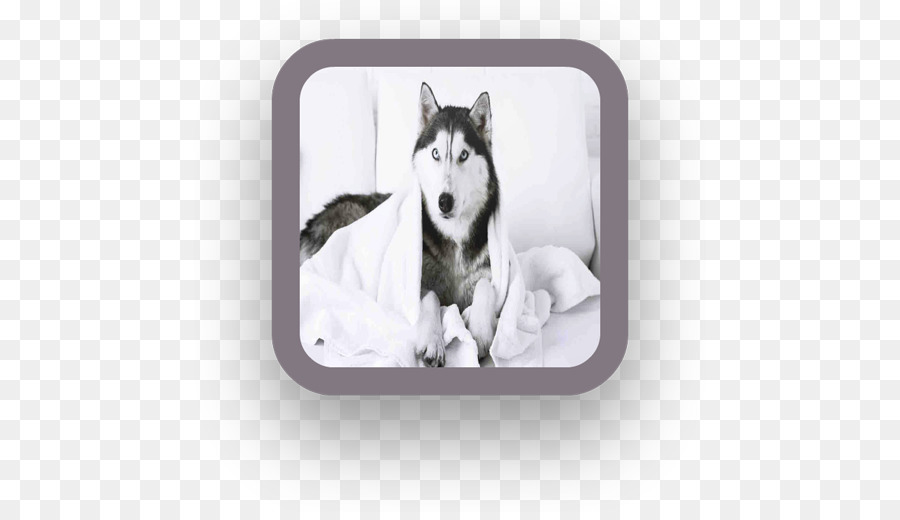 Miniatur Siberian Husky，Sakhalin Husky PNG