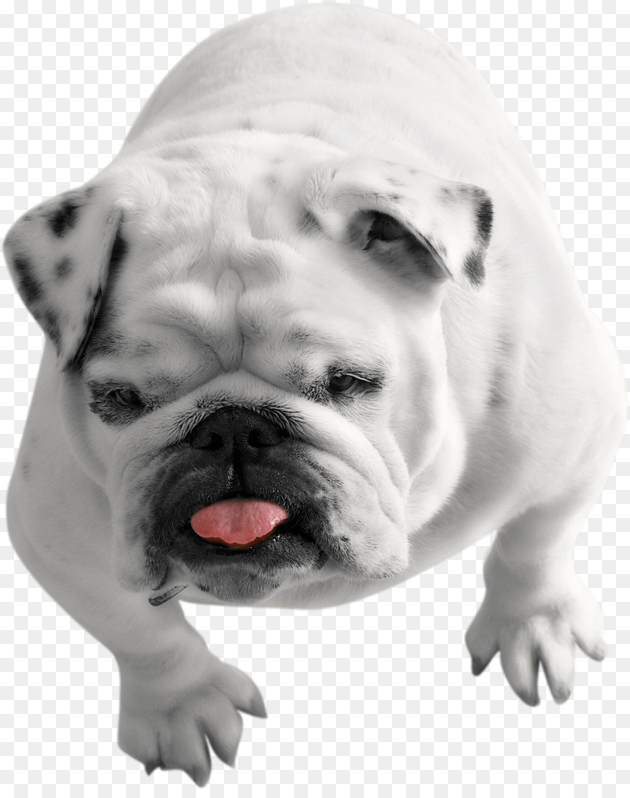 Bulldog，Bulldog Perancis PNG