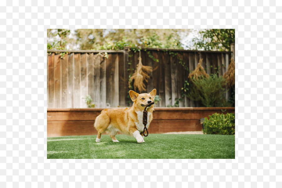 Pembroke Welsh Corgi，Anjing Berkembang Biak PNG