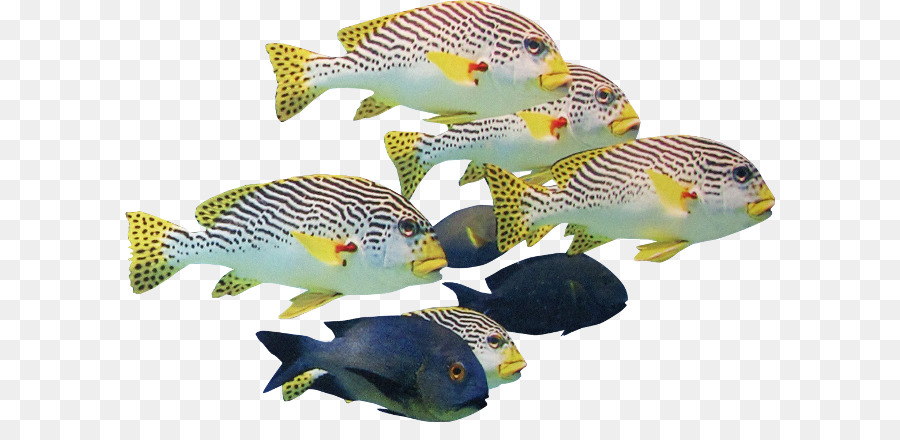 Ikan，Laut PNG