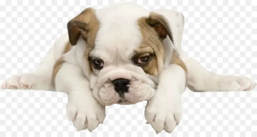 Anak Anjing Bulldog，Anjing PNG