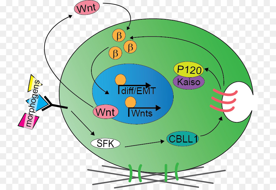 Sel Induk，Perkembangan Biologi PNG