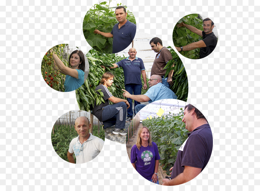 Kelompok Agroponiente，Pertanian PNG