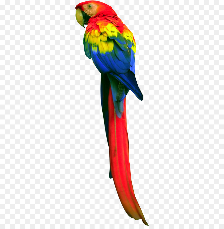 Macaw，Burung Kesturi PNG
