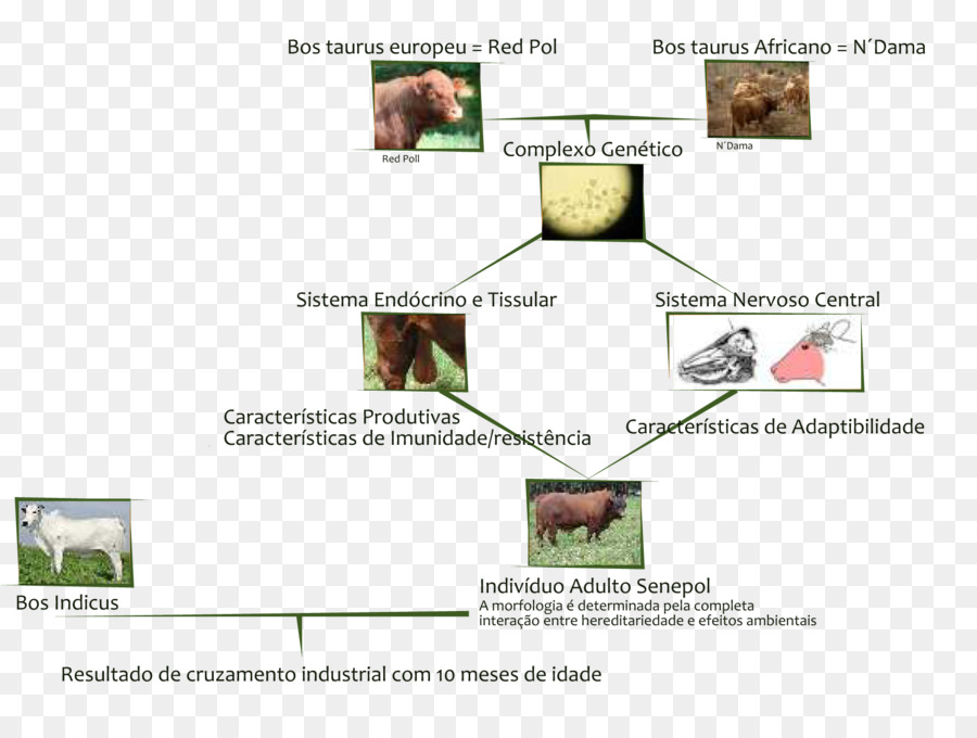 Senepol，Zebu Pribumi PNG