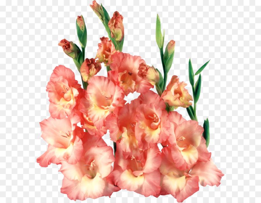 Gladiol Merah Muda，Mekar PNG