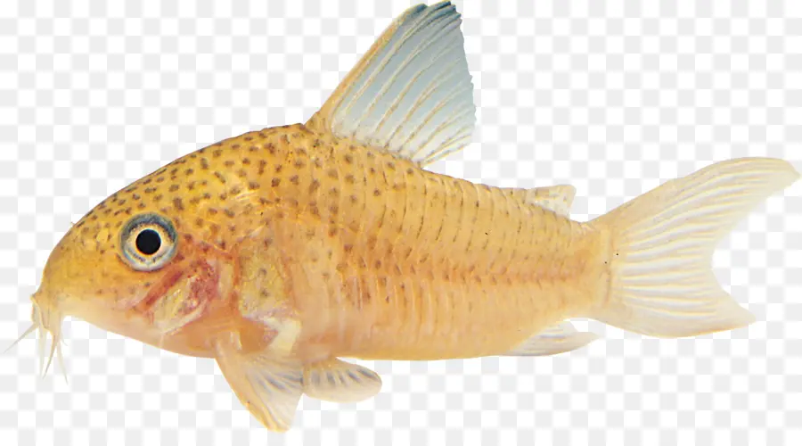 Ikan Mas，Ikan Nila PNG