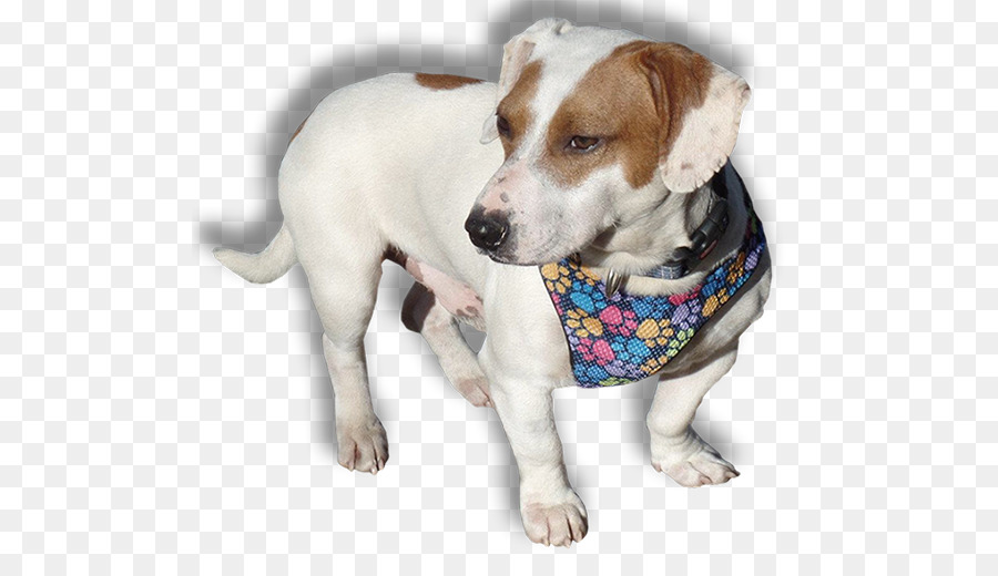 Anjing Berkembang Biak，Jack Russell Terrier PNG