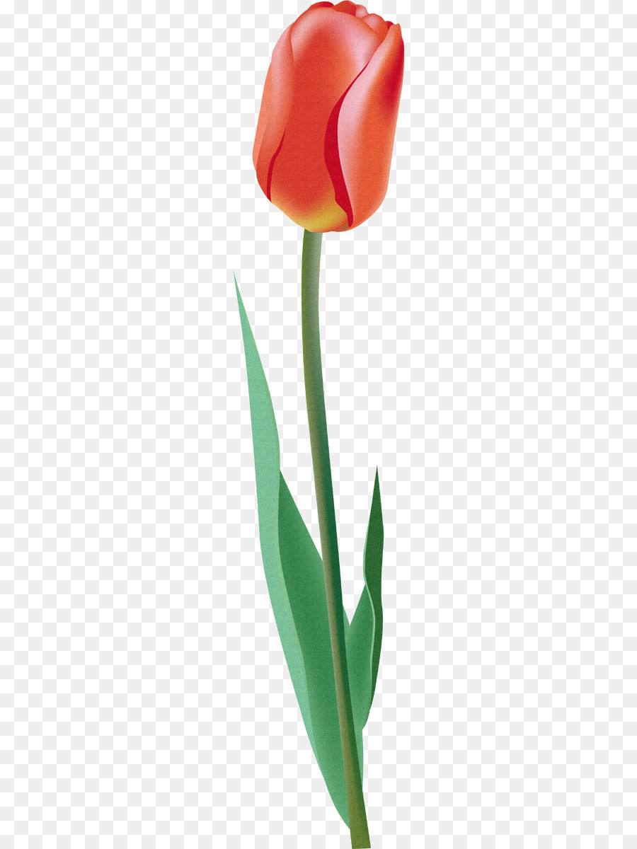 Tulip Merah，Tangkai PNG