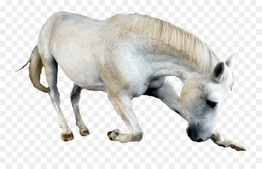 Pony，Besar PNG
