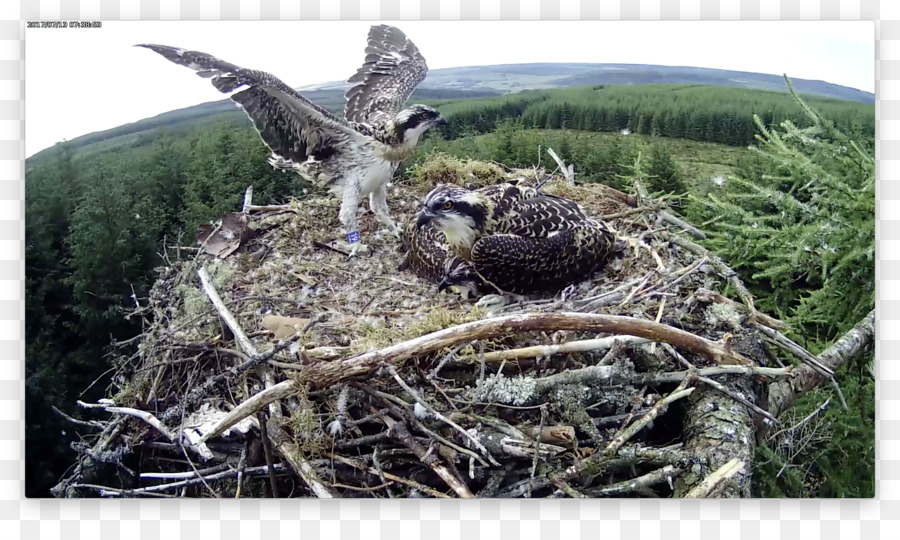 Sarang Burung，Osprey PNG