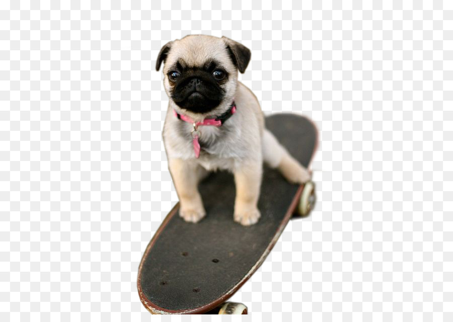 Anjing Di Skateboard，Anak Anjing PNG