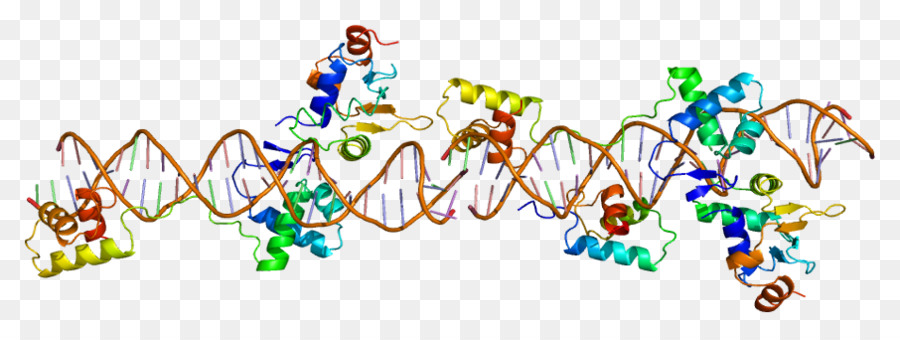 Struktur Dna，Genetika PNG