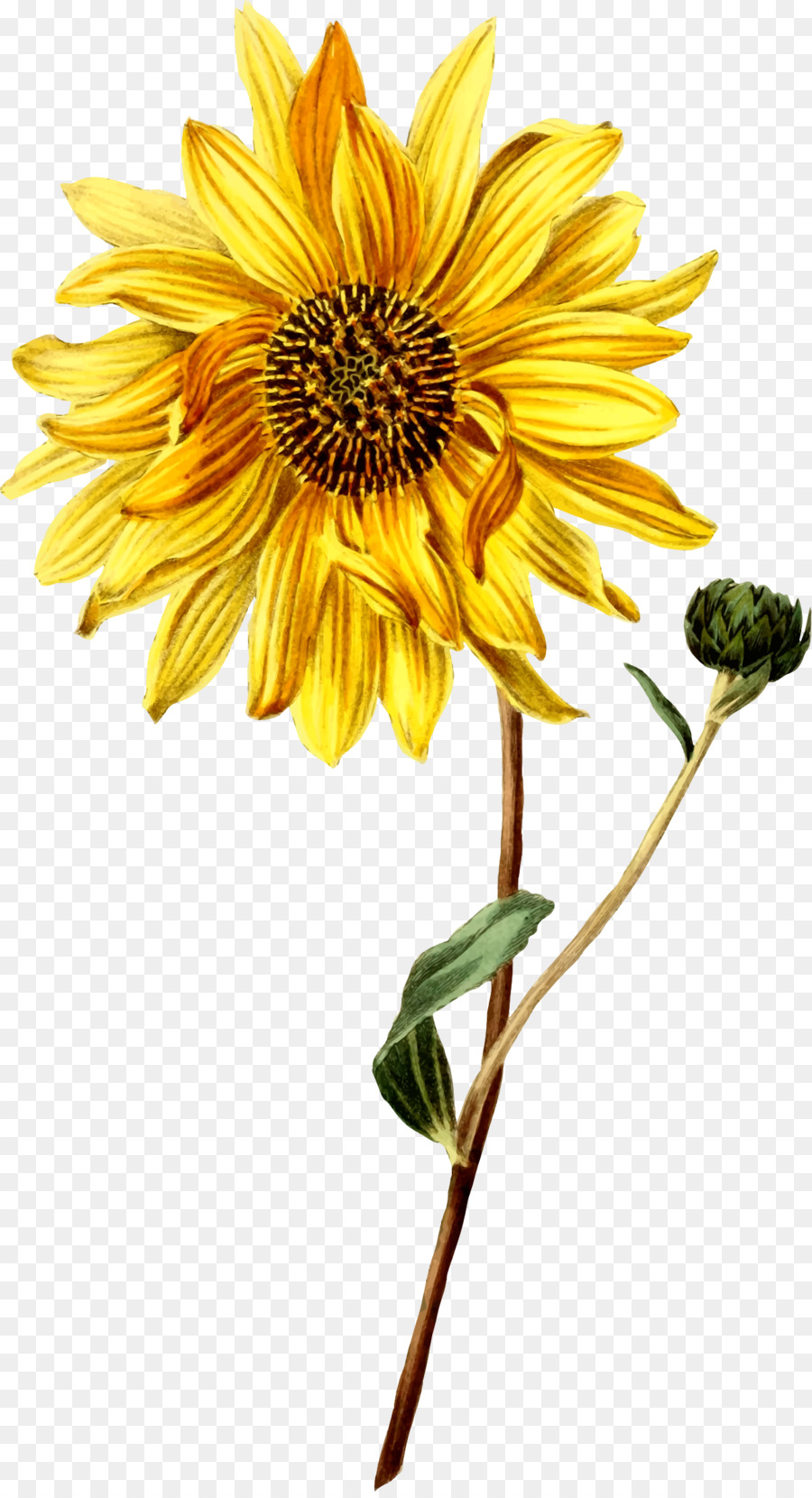 Umum Bunga Matahari Ilustrasi Botani Botani Gambar Png