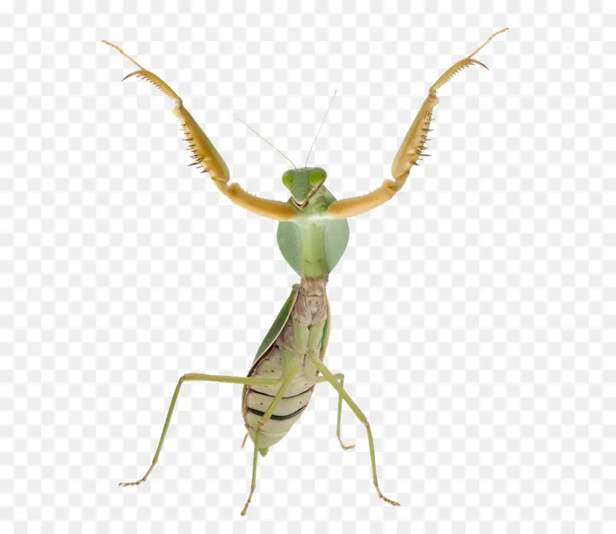 Mantis，Serangga PNG
