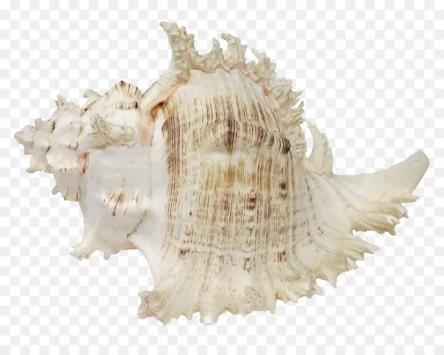 Kerang Laut，Laut PNG