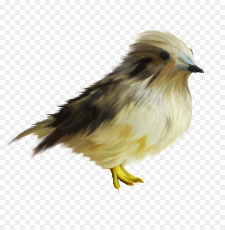 Burung，Ayam PNG