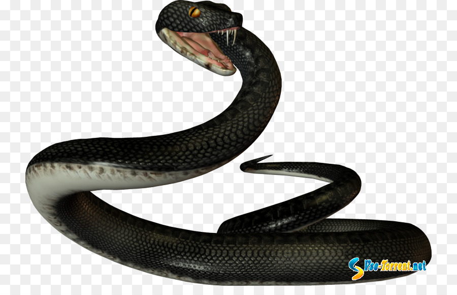 Ular Hitam，Reptil PNG