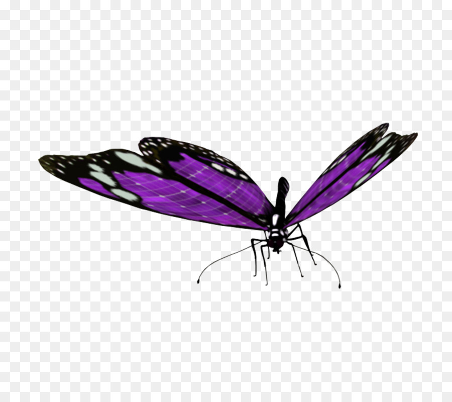 Kupu Kupu，Borboleta PNG