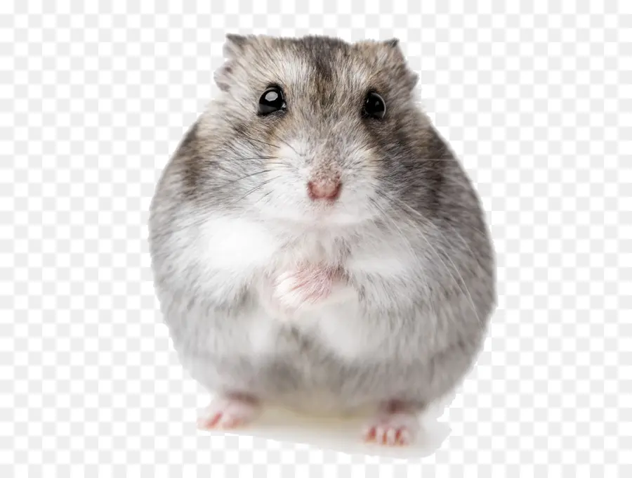 Hamster，Peliharaan PNG