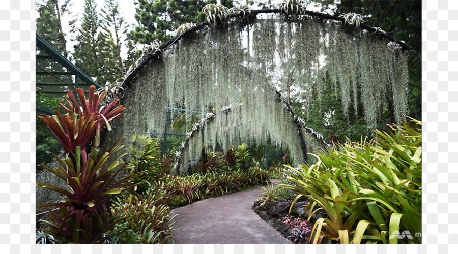 Jalur Taman，Alam PNG