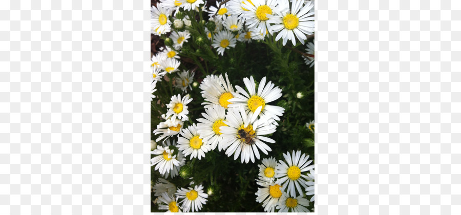 Daisy Ketutu，Marguerite Daisy PNG