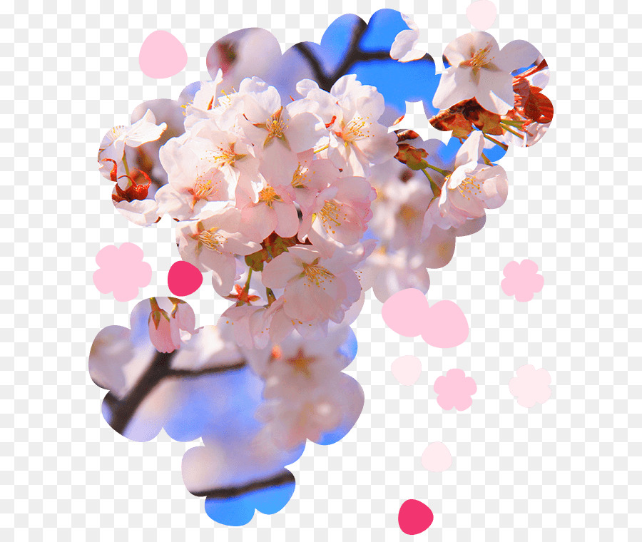 Bunga Sakura，Musim Semi PNG