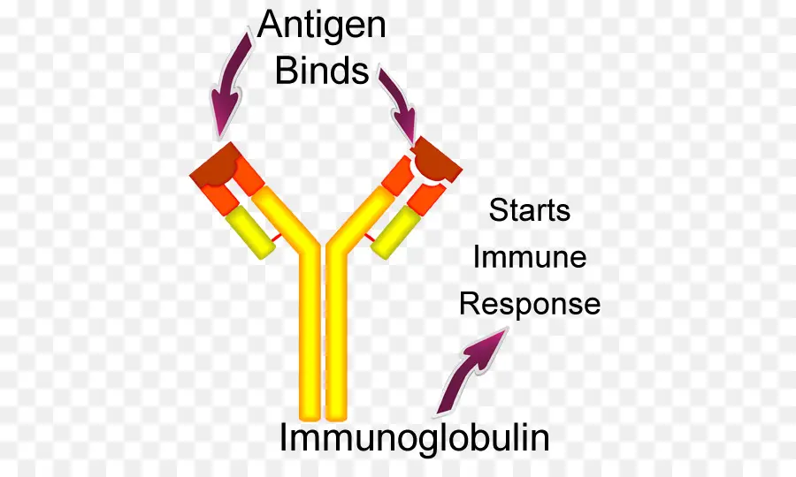 Imunoglobulin，Antigen PNG